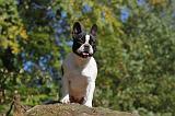 BOULEDOGUE FRANCAIS 558